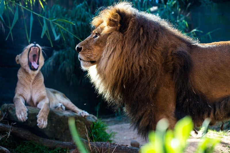 Wildlife Safari Adventure