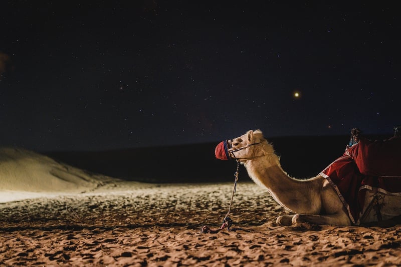 Camel Caravan in Desert